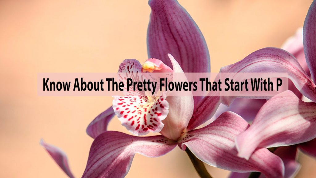 Know About The Pretty Flowers That Start With P
