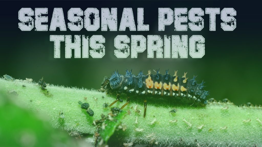 seasonal pests
