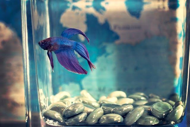 5 Reasons Aquaculture Tanks Are Better Than Traditional Fish Ponds