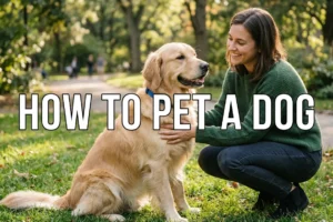 How to Pet a Dog